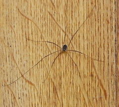 Opilio parietinus