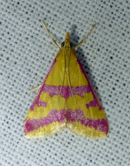 Pyrausta sanguinalis