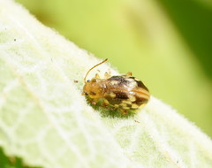 Chalcolampra pustulata