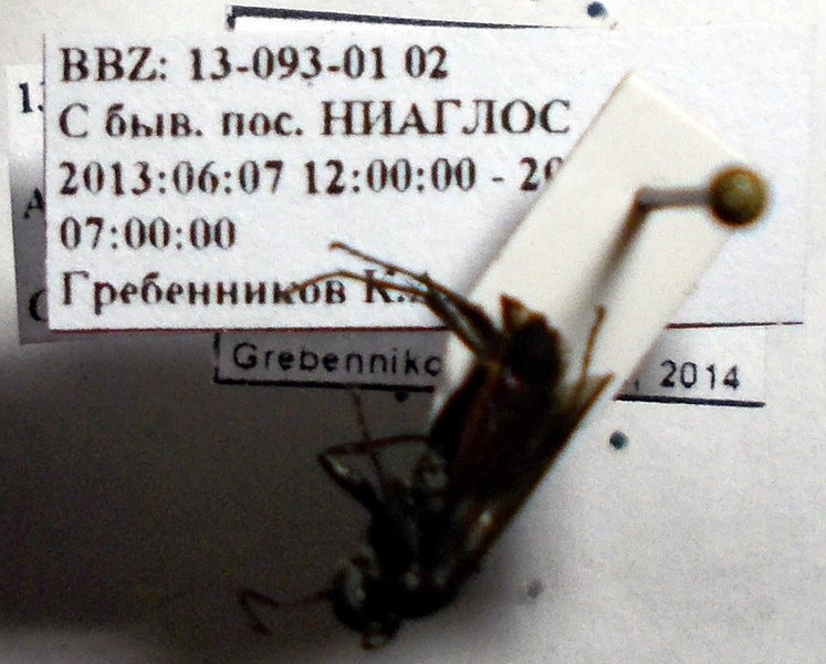 Arachnospila anceps