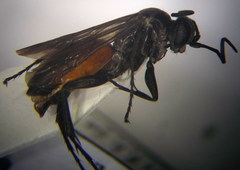 Arachnospila anceps