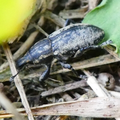 Pseudocleonus