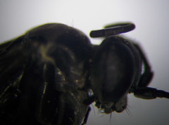 Arachnospila anceps