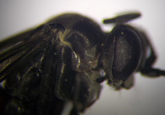 Arachnospila anceps