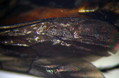 Arachnospila anceps