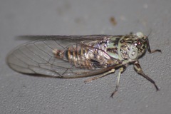 Telmapsalta hackeri