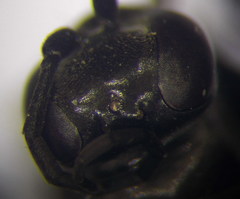 Arachnospila anceps