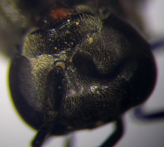 Arachnospila anceps