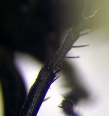 Arachnospila anceps
