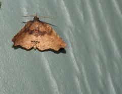 Aroana hemicyclophora