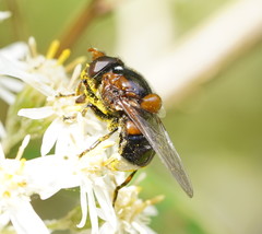 Cyphipelta rufocyanea