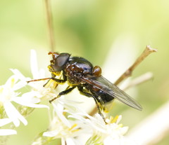 Cyphipelta rufocyanea