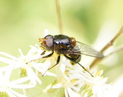Cyphipelta rufocyanea