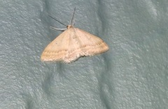 Scopula lydia