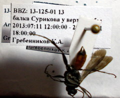 Arachnospila anceps