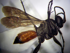 Arachnospila anceps