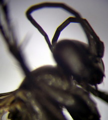 Arachnospila anceps