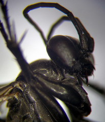 Arachnospila anceps