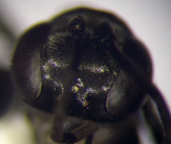 Arachnospila anceps