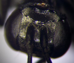 Arachnospila anceps