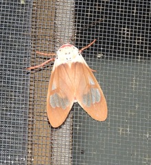 Amerila crokeri