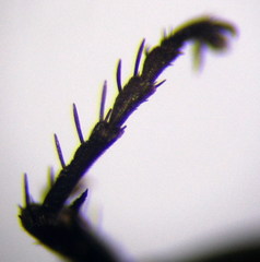 Arachnospila anceps