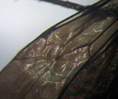 Arachnospila anceps