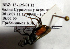 Arachnospila gibbomima