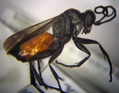 Arachnospila gibbomima