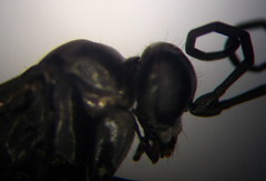 Arachnospila gibbomima