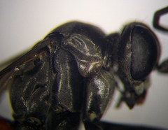 Arachnospila gibbomima