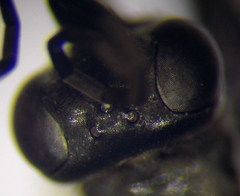 Arachnospila gibbomima