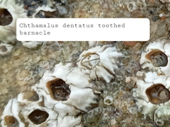 Chthamalus dentatus