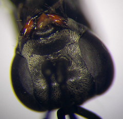Arachnospila gibbomima