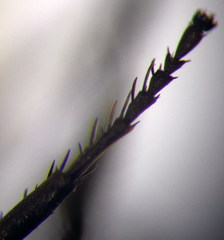 Arachnospila gibbomima