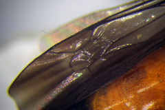 Arachnospila gibbomima