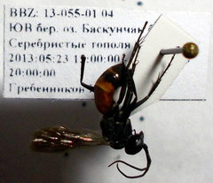 Arachnospila