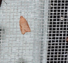 Meritastis piperata