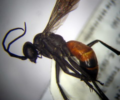 Arachnospila