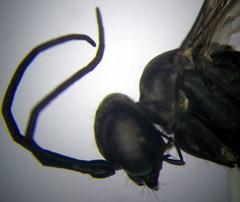 Arachnospila