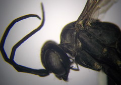 Arachnospila