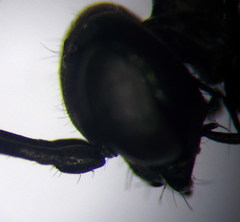 Arachnospila