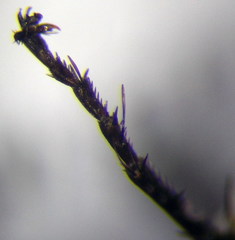 Arachnospila