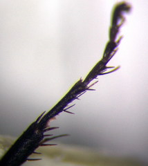 Arachnospila