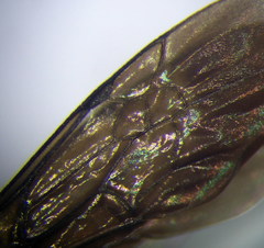 Arachnospila