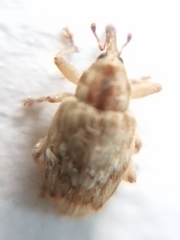 Aneuma compta