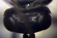 Arachnospila