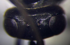 Arachnospila