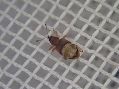 Peristoreus discoideus