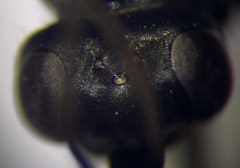 Arachnospila